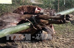 Xuất hiện trâu bò chết rét ở Trạm Tấu, Yên Bái 